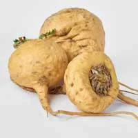 Audifort Maca Root Ingredient